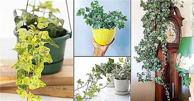 26 typer av murgröna krukväxter | Bästa engelska murgrönsorter