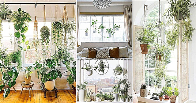 18 cây trồng trong nhà Phòng ngủ ý tưởng vườn cửa sổ