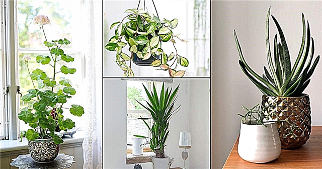 15 sobnih rastlin, ki rastejo v suhem zraku