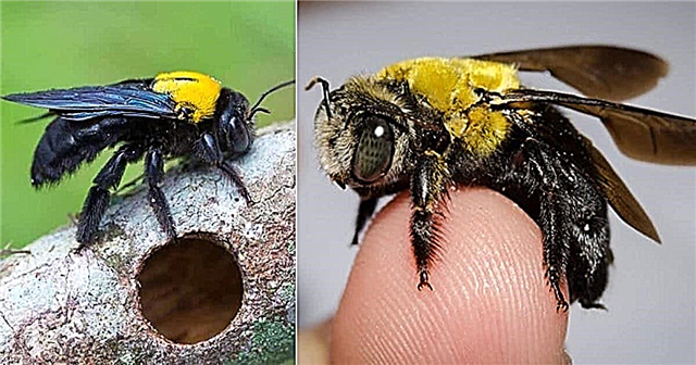 วิธีกำจัดผึ้งช่างไม้ตามธรรมชาติ