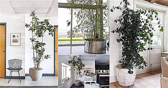 26 dreves, ki jih lahko gojite v zaprtih prostorih | Najboljša drevesa za sobne rastline